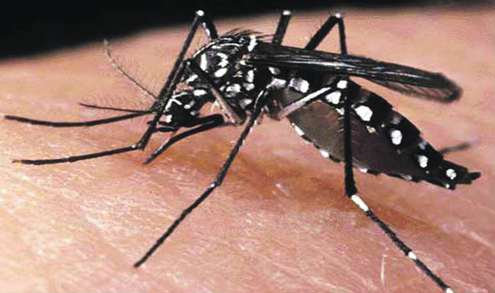 En el 1 por ciento de las viviendas detectaron Aedes en Jesús Maria
