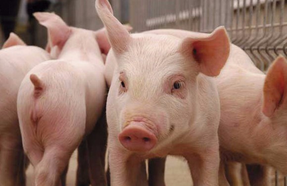 Quilino: Entrega de fondos para productores Porcinos
