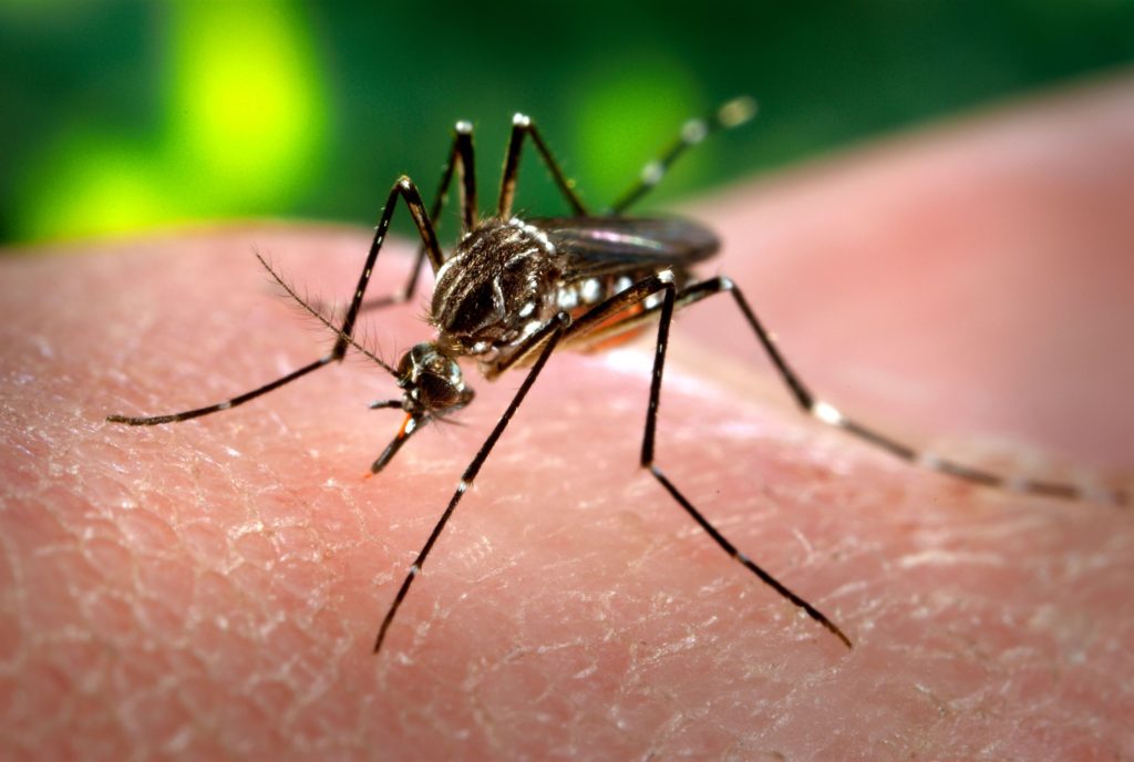 286 nuevos casos de dengue en la provincia