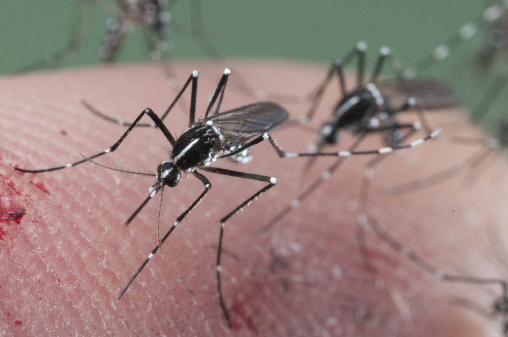 Lanzan Plan Provincial de vigilancia y control de mosquitos.