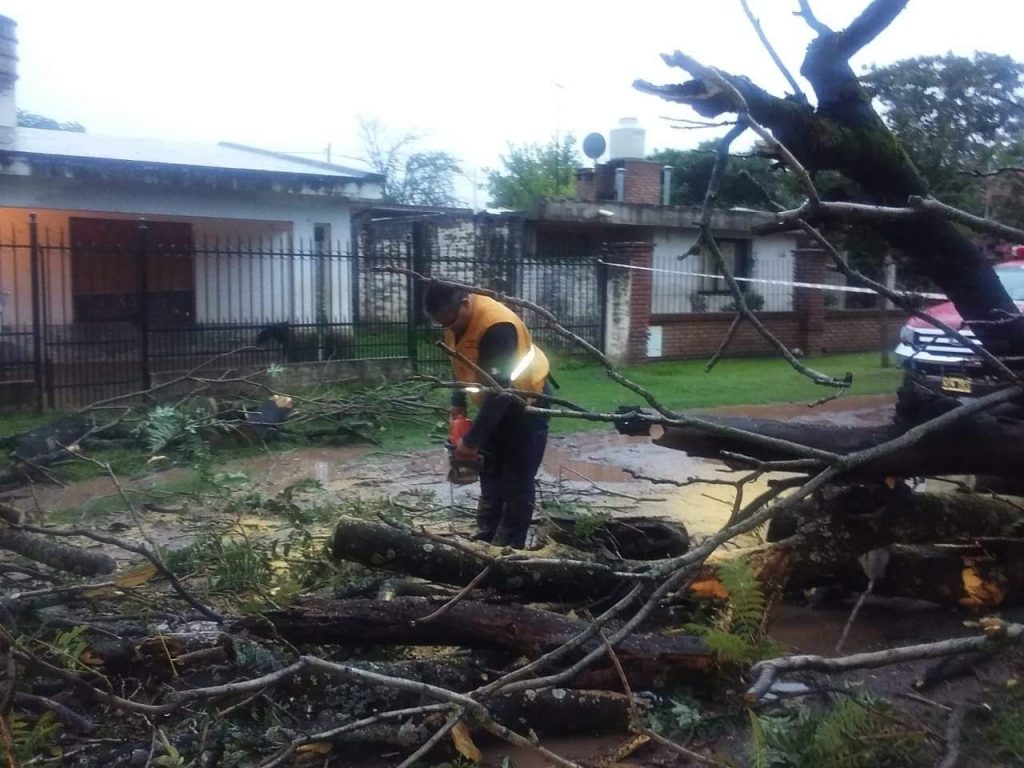 Alarma por la caída de un árbol en Mendiolaza.