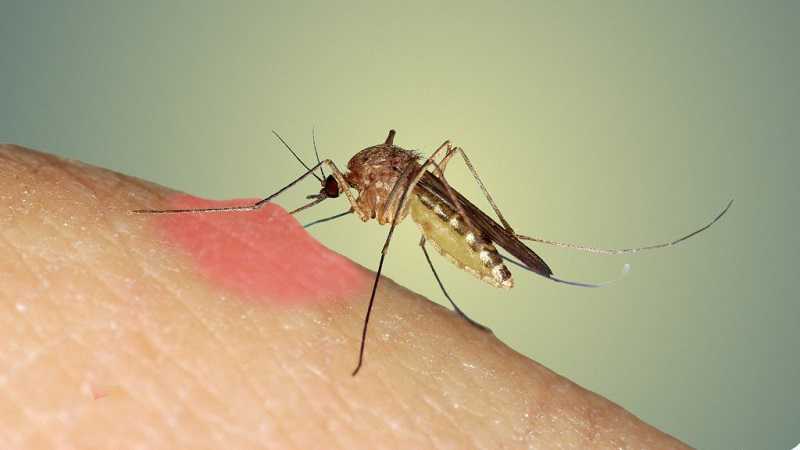 Como evitar la reproducción de mosquitos causante de enfermedades.