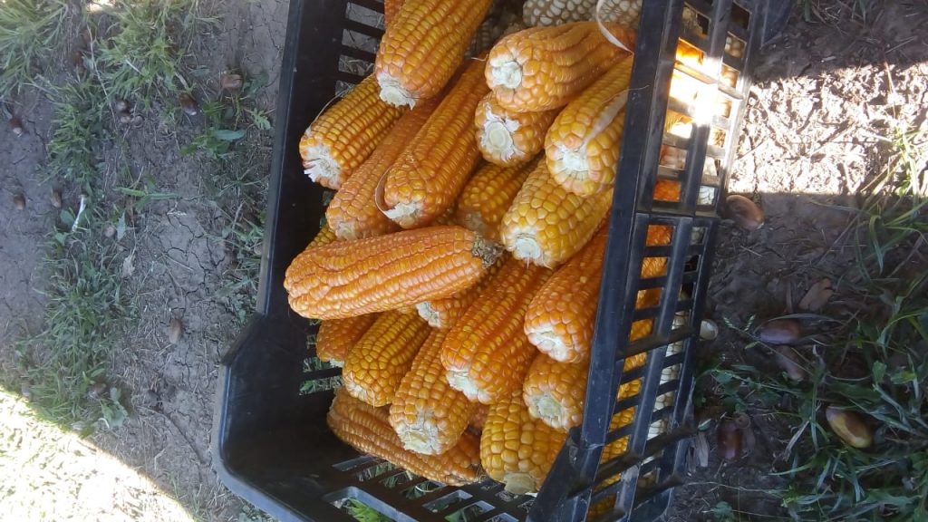 Cosecha de maíz Agroecológico