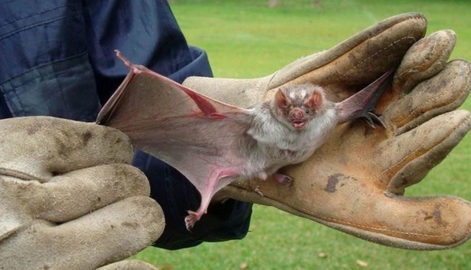 Encontraron un murciélago infectado con rabia en Colonia Caroya.