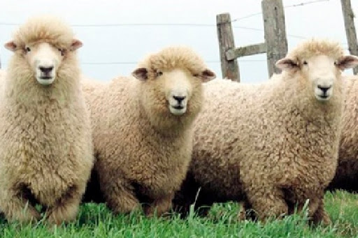 Los ovinos se lucirán en los Caballos Criollos 2020.