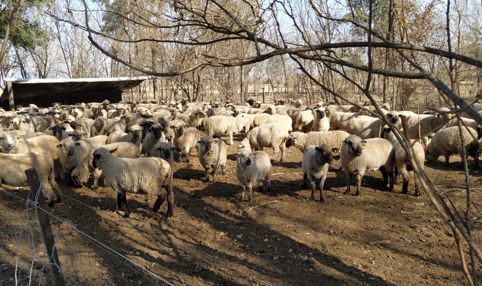 Aprobaron proyectos por $ 11 millones para productores ovinos y caprinos