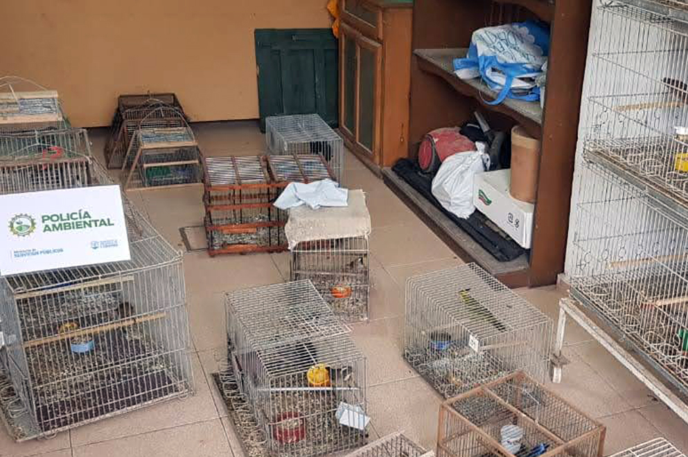 Policía Ambiental rescató 60 aves silvestres en Oliva y Santa Rosa de Calamuchita