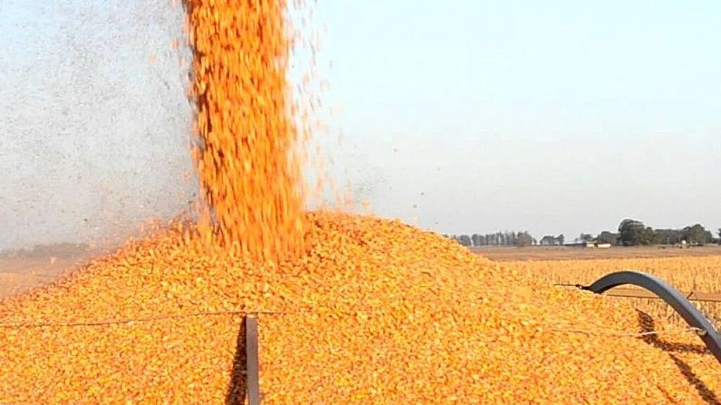 Restricciones al maíz: Según CRA, las medidas oficiales son ‘ Viejas recetas con malos resultados asegurados’