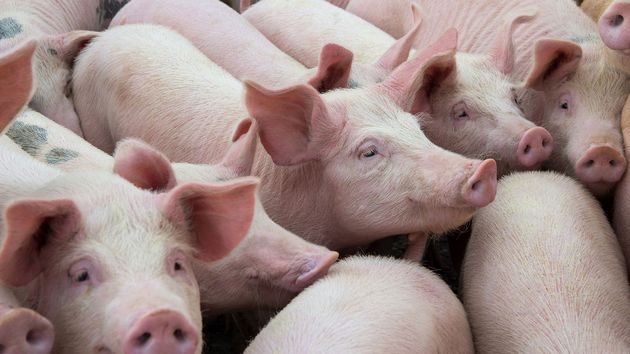 Se viene la 11º Jornada de la Carne Porcina en Oncativo.
