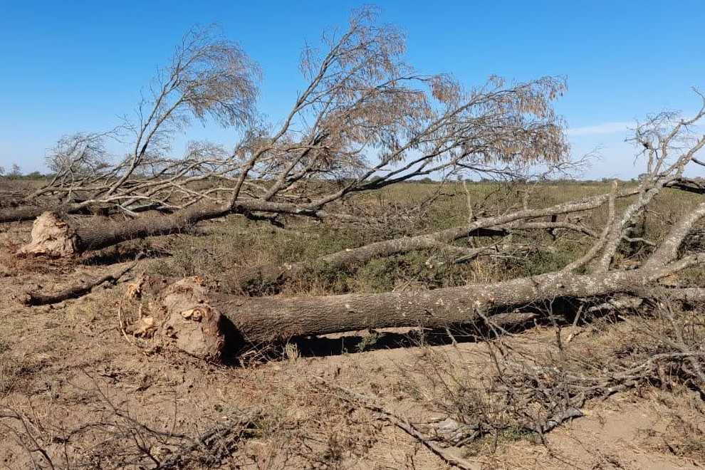 Policía Ambiental frenó intervenciones forestales ilegales en Gutemberg