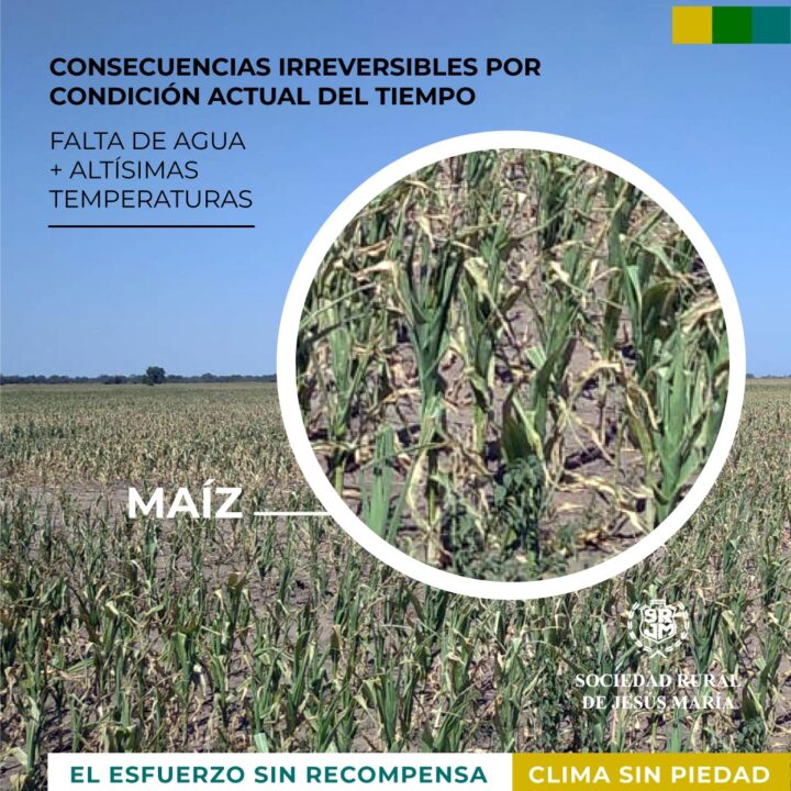 Esfuerzo sin recompensa: Consecuencias irreversibles de la sequía en el centro-norte de Córdoba
