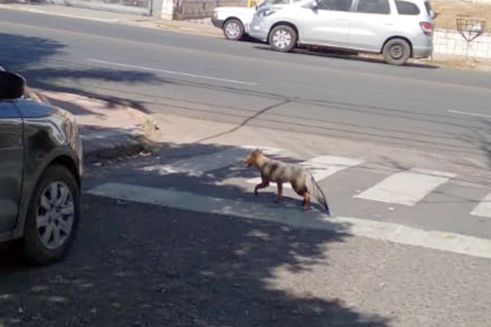 Policía Ambiental busca a un zorro suelto en Nueva Córdoba