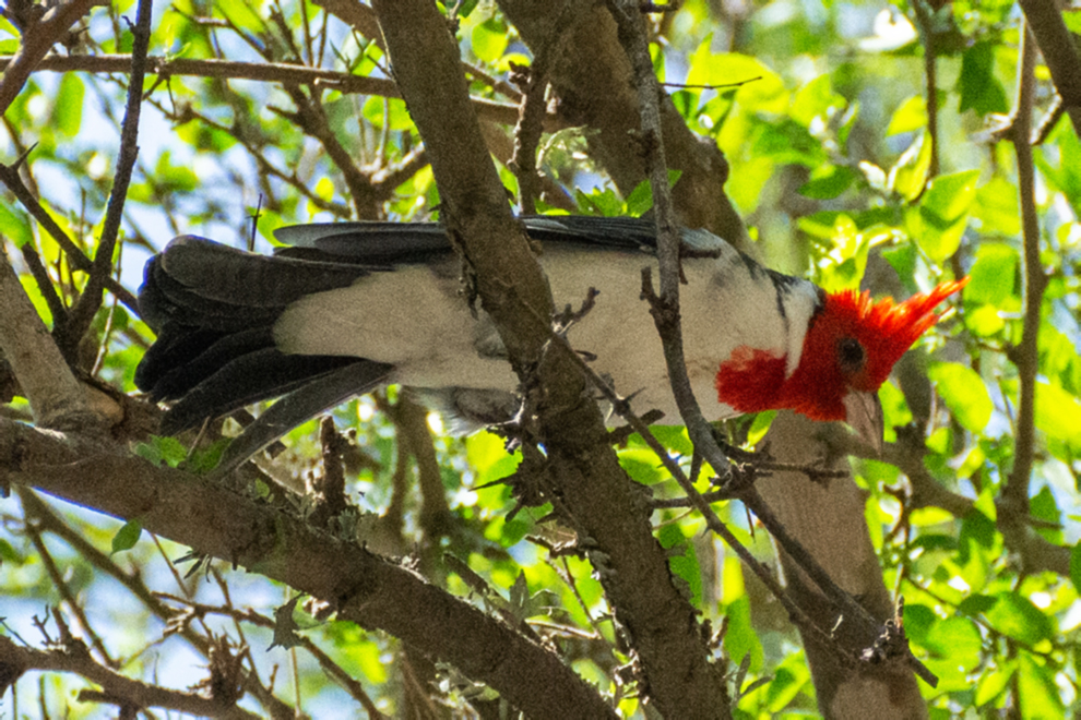 Liberaron aves en la Reserva San Carlos de Colonia Caroya