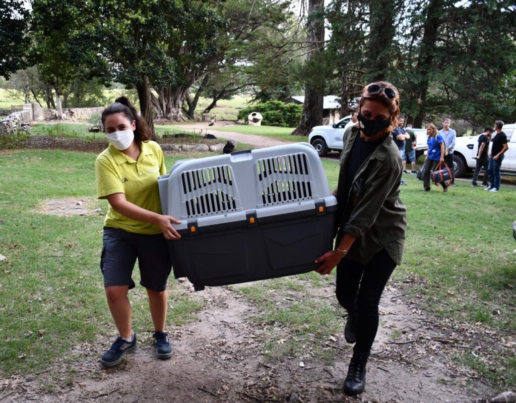 Ambiente trasladó tres monos rescatados del cautiverio ilegal